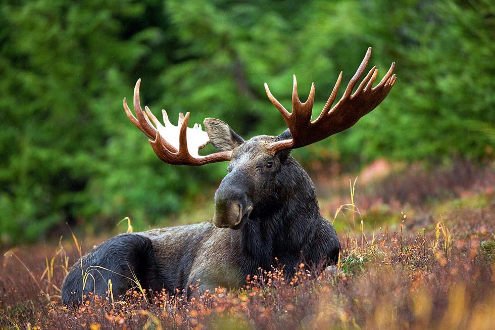 2022 Maine Moose Hunt Underway