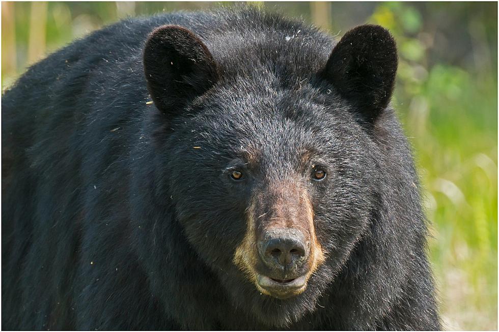 Maine&#8217;s Dry Conditions Could Keep Bears Hungry into Summer