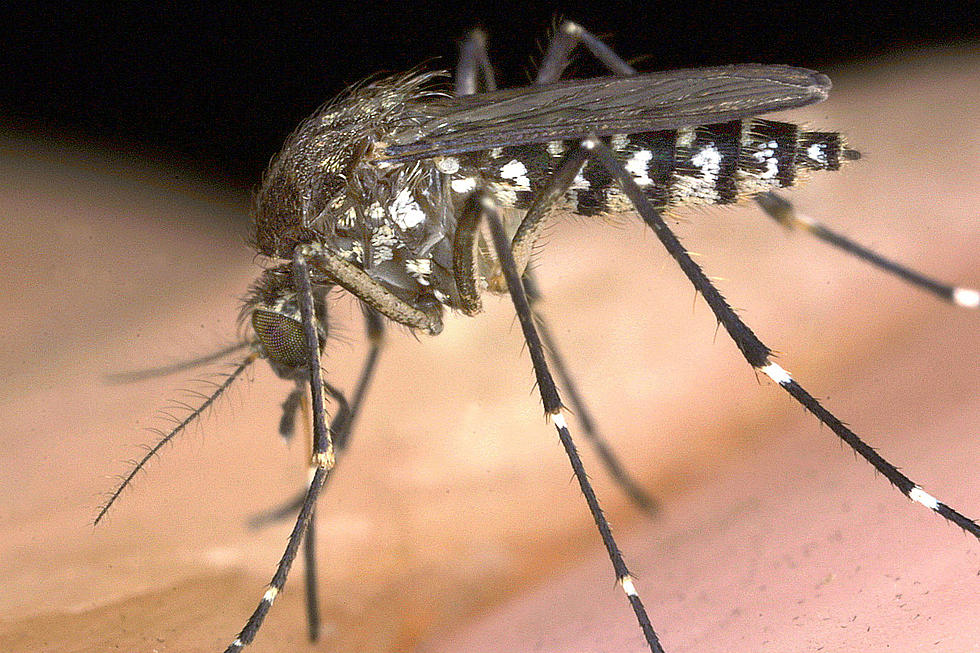 Why On Earth Would Maine May See More Mosquitoes In Winter?