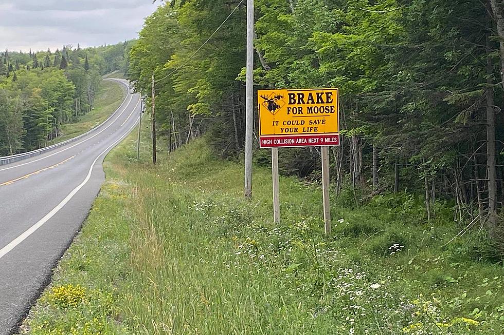 Three Maine Roads Where You&#8217;re Likely To See A Moose