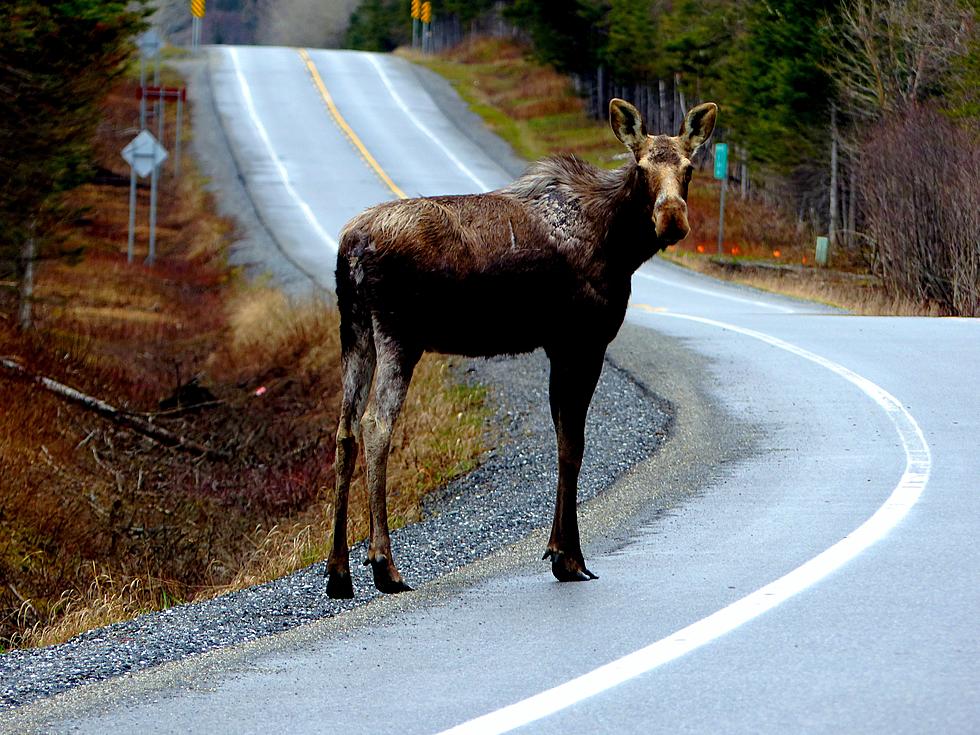 June Is A Peak Month For Moose Collisions In Maine