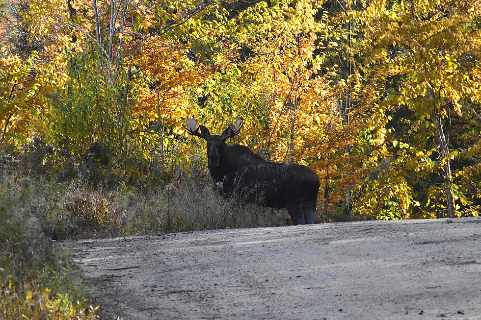 Three Maine Roads Where You’re Likely To See A Moose