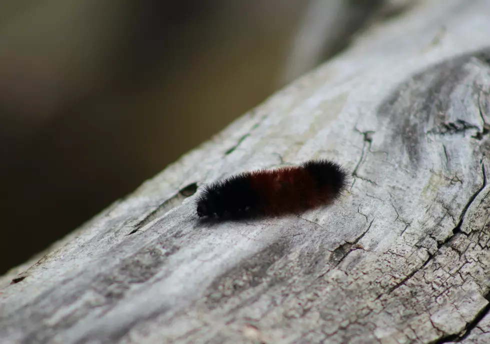 Can Maine’s Woolly Bear Caterpillar Tell Us Anything Important About Winter?