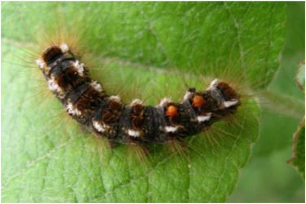 Lookout for the Dastardly Browntail Caterpillars, Mainers! They’re Coming Out Now.