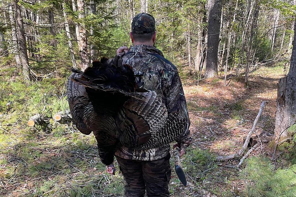 Maine&#8217;s 2021 Fall Turkey Hunting Season Underway