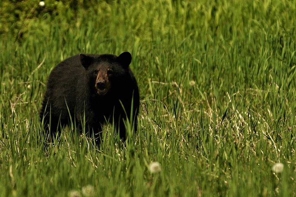 Maine Youth Bear Hunting Day This Weekend