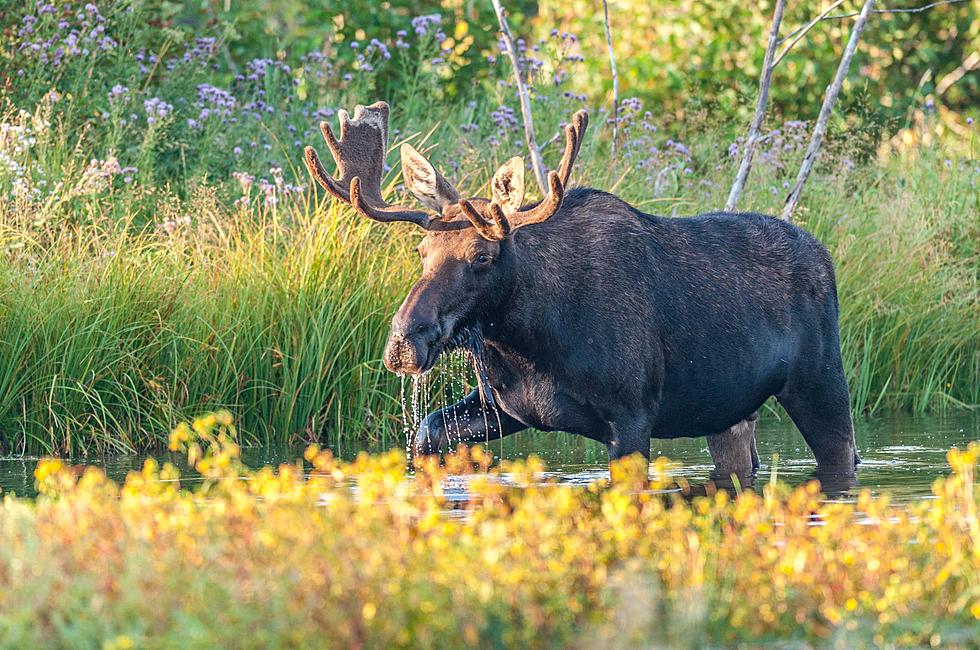 2022 Maine Moose Lottery Drawing in Jackman Saturday