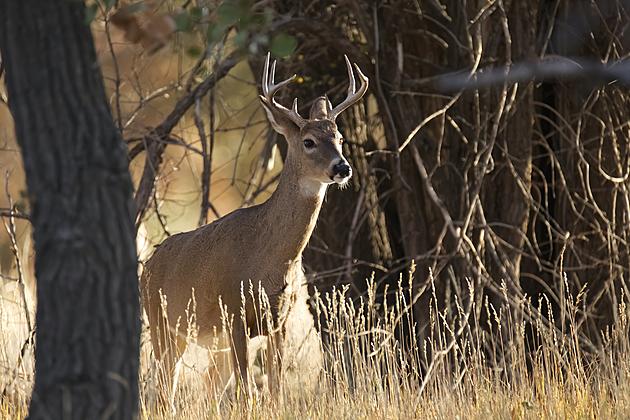 Halloween Marks the Start of Maine&#8217;s Deer Hunting Firearm Season