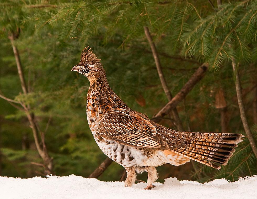 2022 Maine Upland Bird + Small Game Seasons Open This Weekend