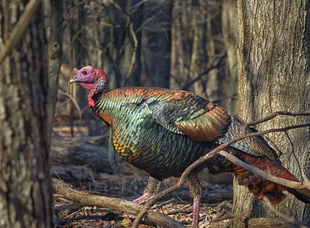 Maine Spring Wild Turkey Youth Hunting Day 2022 Later This Month