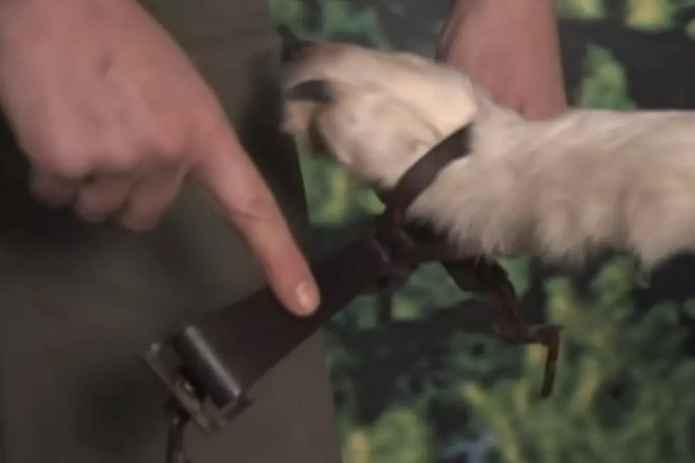 Maine Trapping Season: How To Release Your Dog From A Trap