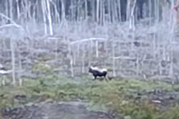 Video Filmed In Maine Appears To Show A Partially White Moose
