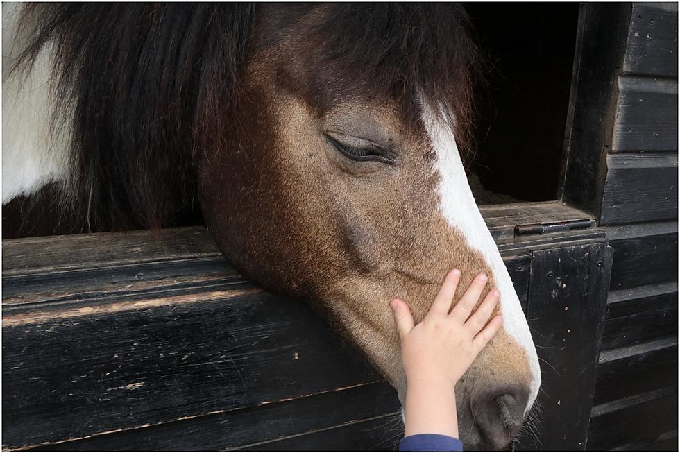 Online Auction this Weekend for Orrington's Reigning Hope Ranch