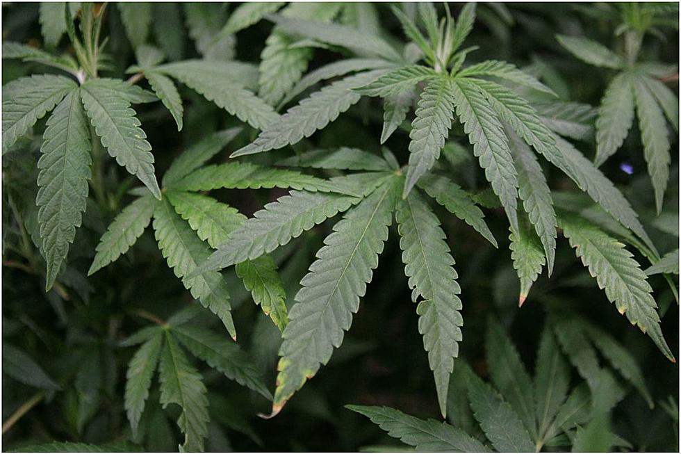 Maine Police Destroy More Than 1200 Marijuana Plants