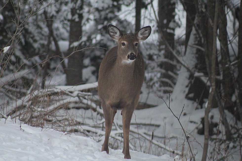 Oh Deer, the Beautiful Visitors We Get in Our Orrington Yard