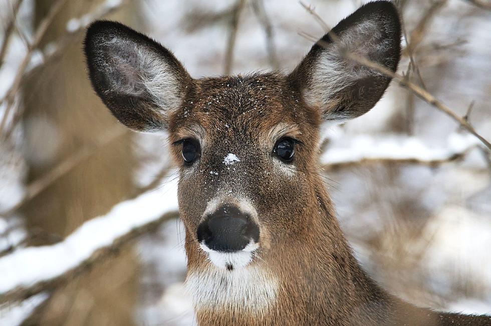 One Man From Brownville Has Been Feeding Herds Of Deer For Almost 30 Years, And You Can Watch
