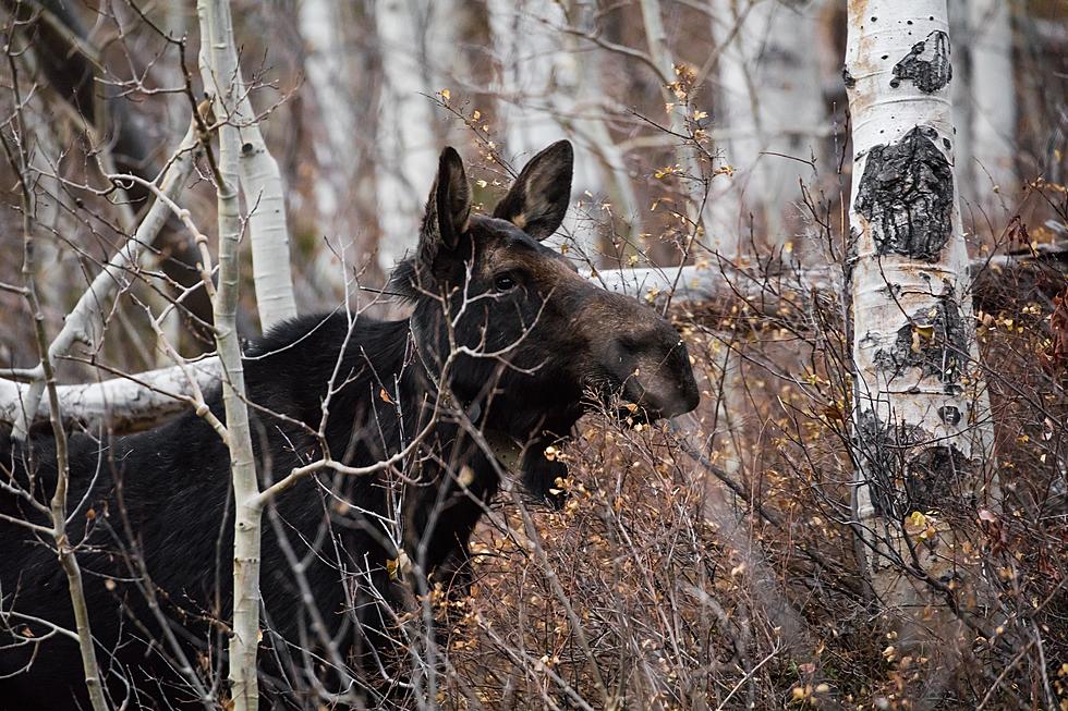 Video Shows Moose Munching On Branches In Bangor City Forest