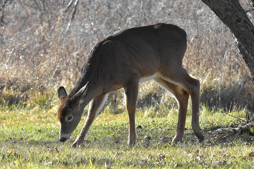 Can Hungry Deer Really Change What The Woods Sound Like?