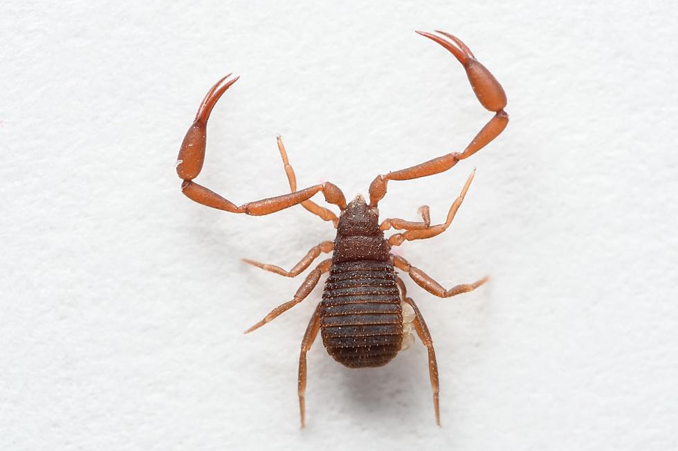 No, That Is Not A Monster Tick With Lobster Claws Invading Your Home.