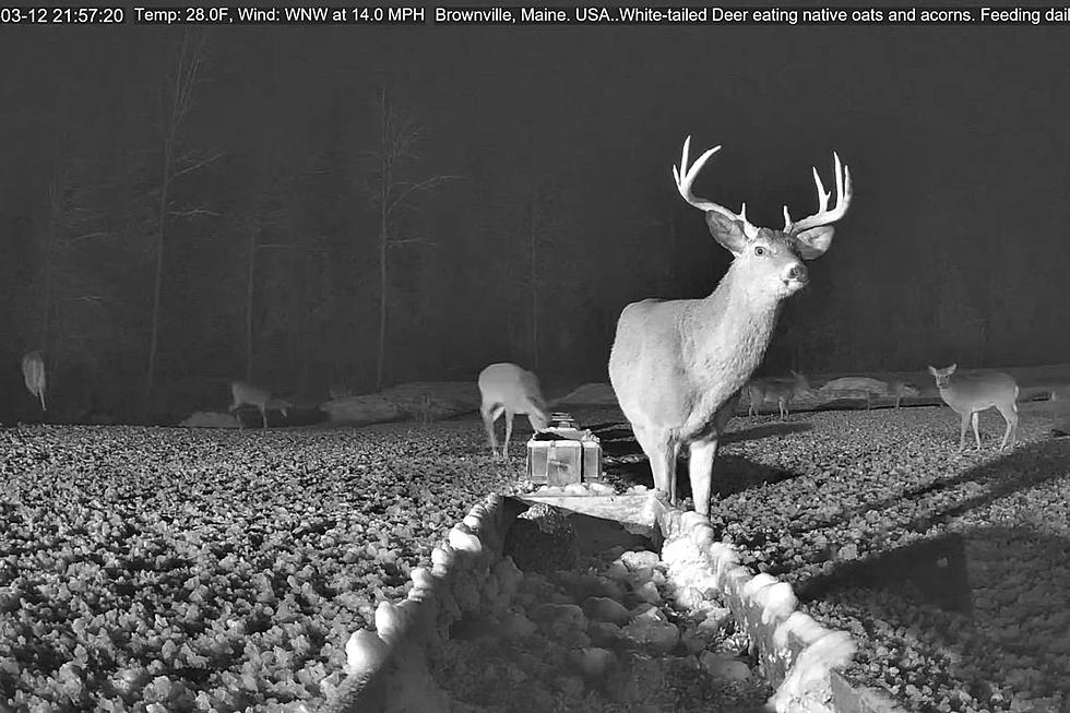 Check Out This Monster Buck At The Brownville Deer Pantry