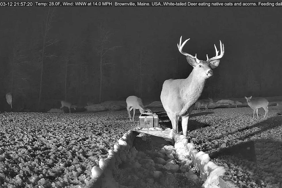 ‘Feeding Season’ at Brownville Deer Pantry Begins Friday