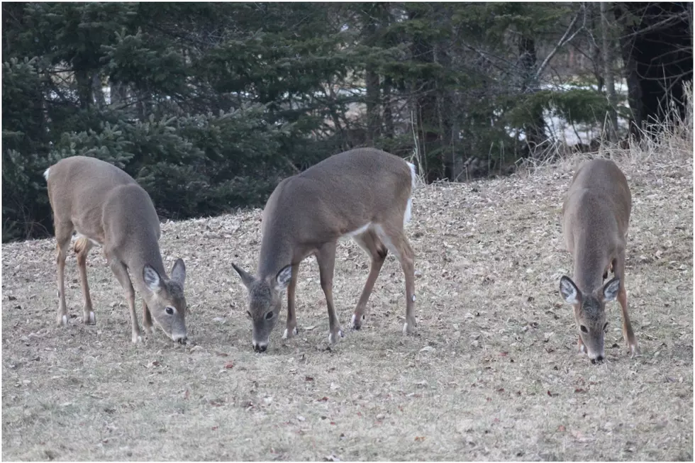 Third Round of Antlerless Deer Permits Will Go On-sale Thursday