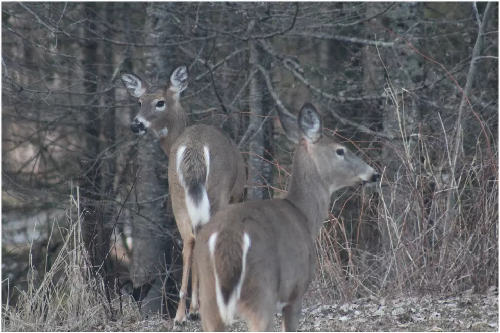 Youth Hunters Can Take an Antlerless Deer on &#8216;Maine Youth Day&#8217; Without a Permit
