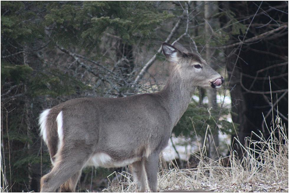 Maine IFW Provides Update on New Any-deer Lottery System