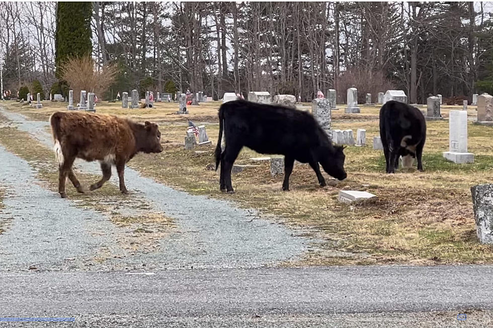 Roaming Cows Enjoy Springtime Snack at Ellsworth Cemetery [VIDEO]