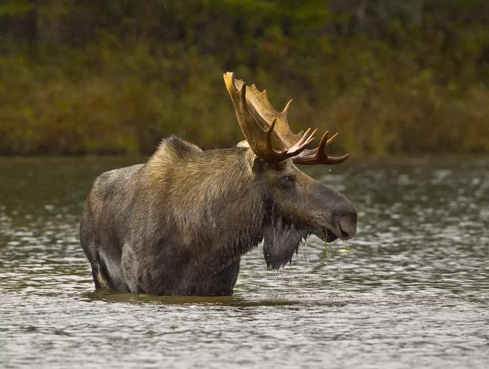 Everything You Need to Know About the Jackman Region Moose Lottery Festival