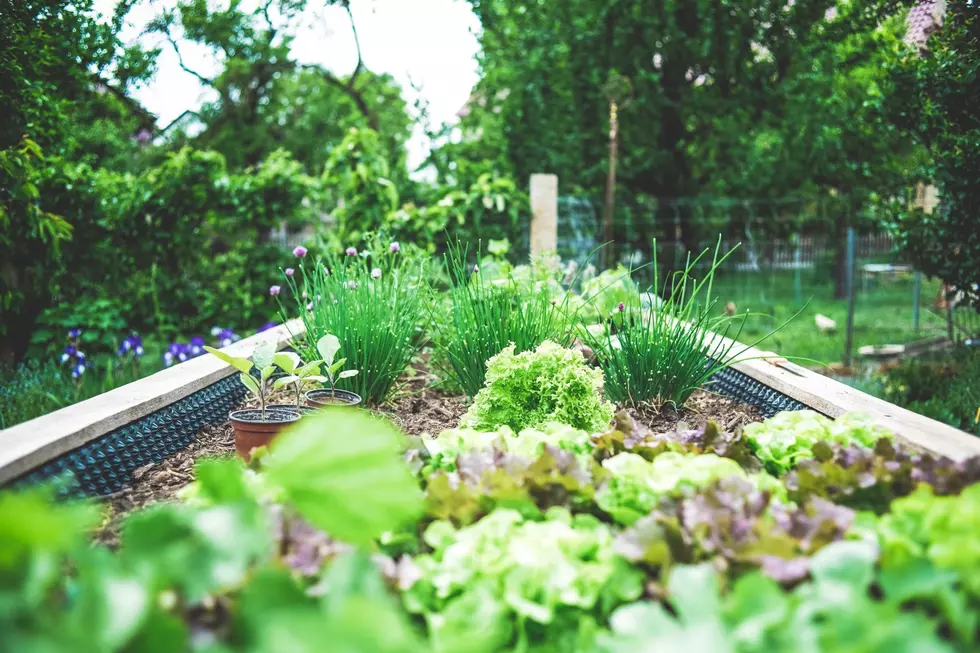 What Vegetables Did You Plant This Weekend, Maine?