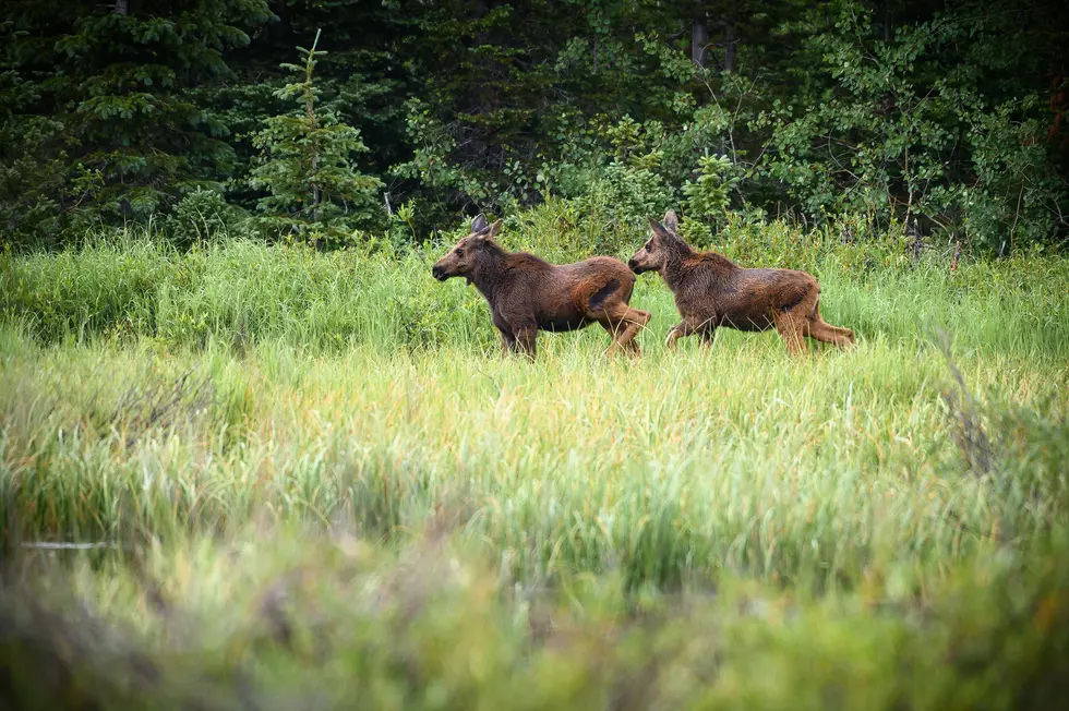 Survey Finds Winter Ticks are Killing Maine Moose Calves at an Alarming Rate