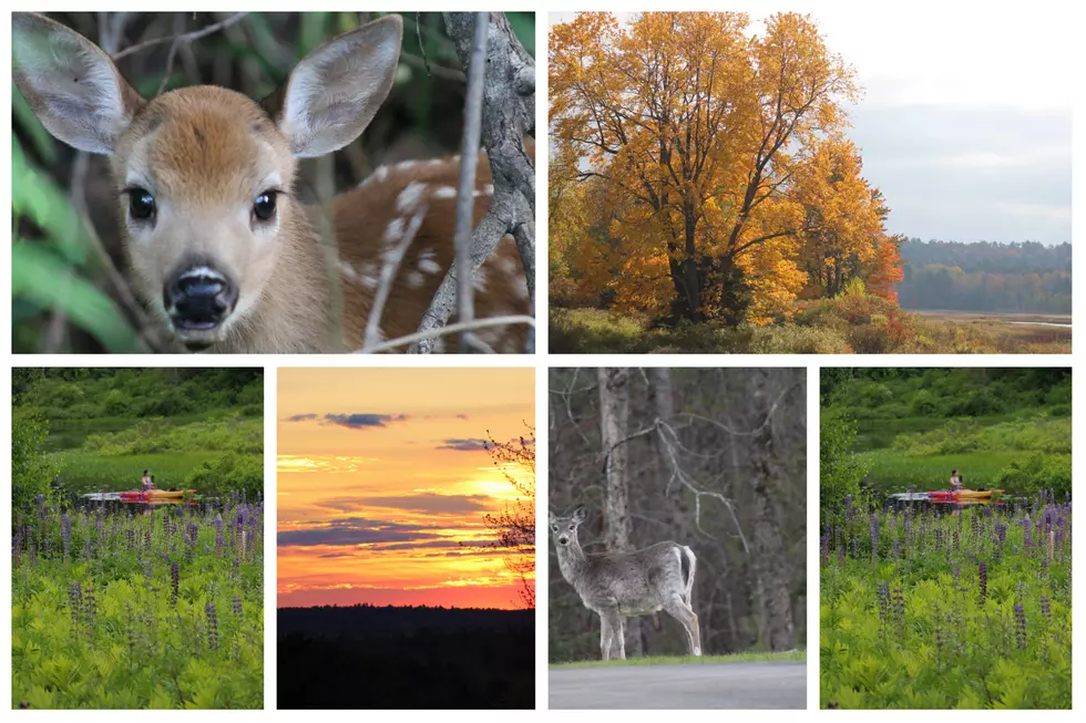 Help Me Decide Which Picture to Enter in Orrington Photo Contest