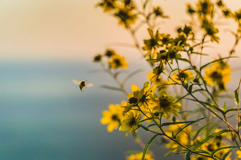 Rare and Federally Endangered Bumble Bee May be in Maine