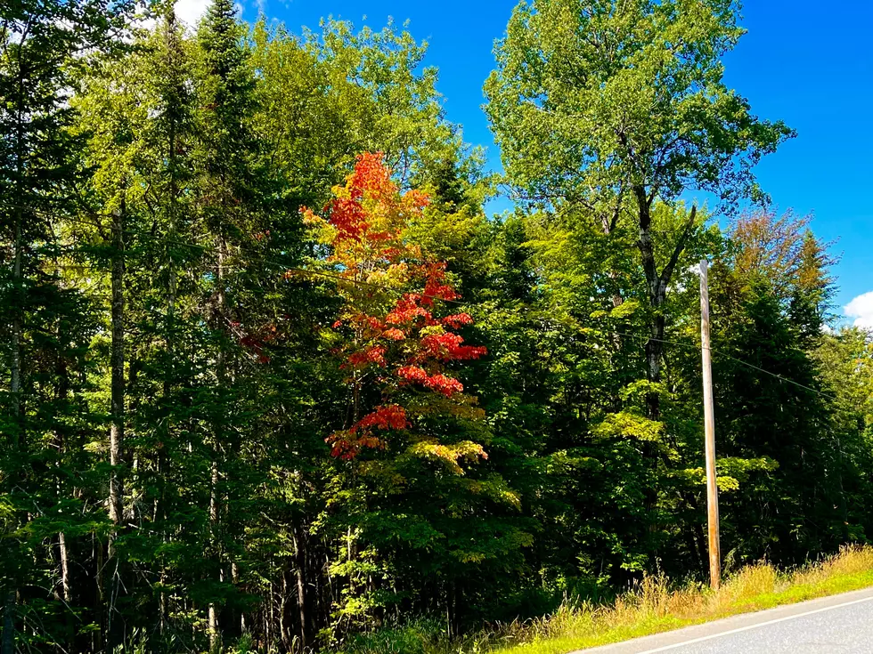 A Sign of Fall Spotted in Northern Aroostook County
