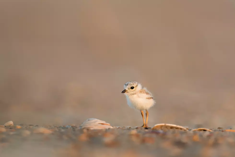 Maine Sees Another Record Breaking Year for Endangered Piping Plovers