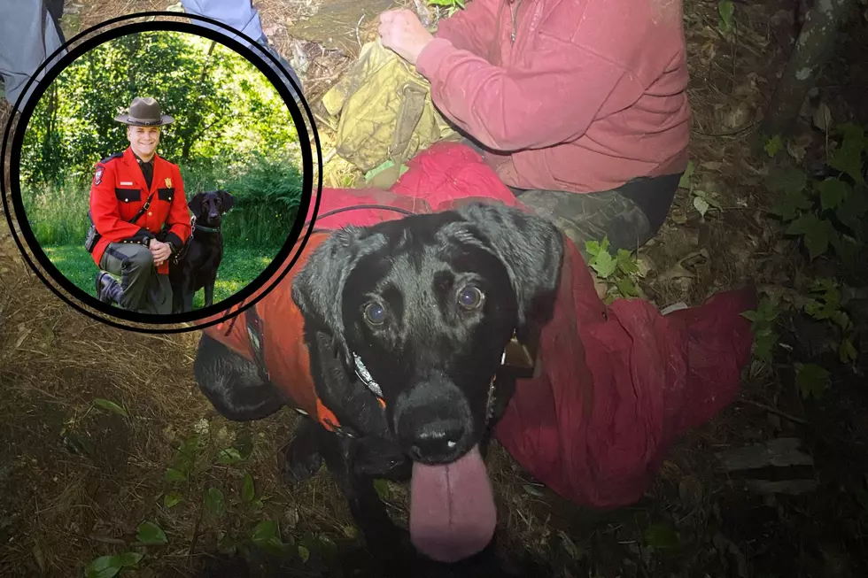 Maine Warden K9 Luna Does It Again, Locating a Lost NH Woman