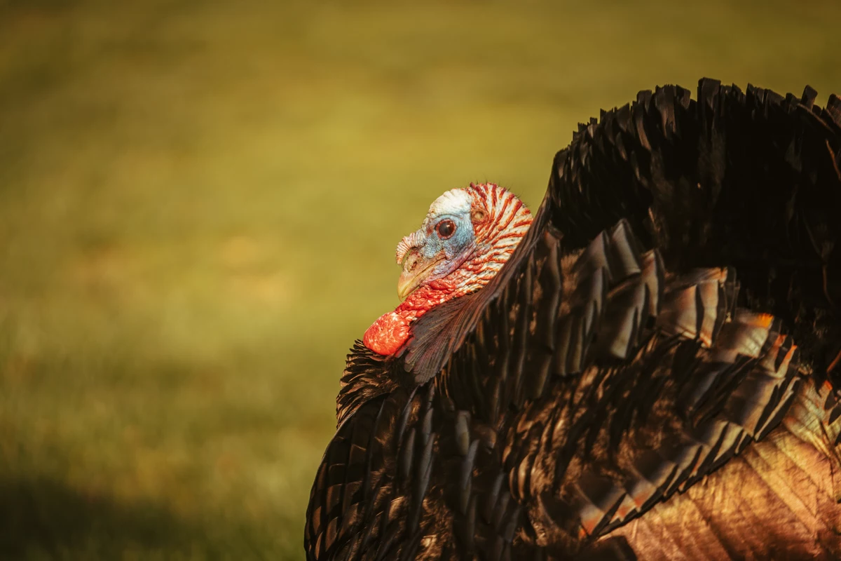 Maine Wildlife Officials Considering Digital Turkey Registration Begining in 2023