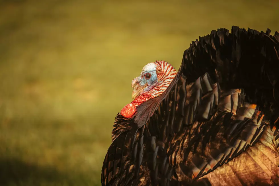 2022 Maine Fall Turkey Hunting Season Begins