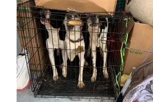 Bangor Humane Society Shares Very Disturbing Story of 3 Dogs