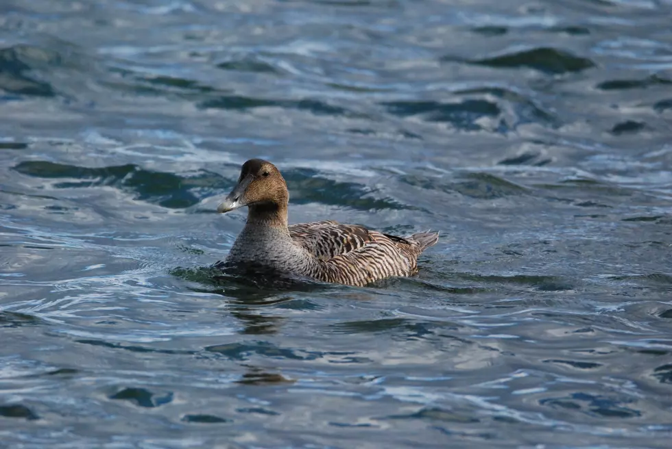 Maine Waterfowl Hunters Asked to Avoid Shooting Female Eider Ducks