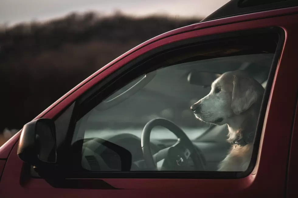 Maine Dog Drives Car, But Not Very Well, or Very Far