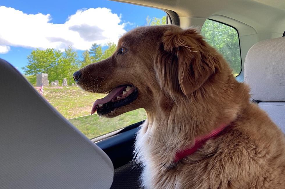 Imperfectly Perfect Pet Portraits For Bangor Humane Society 