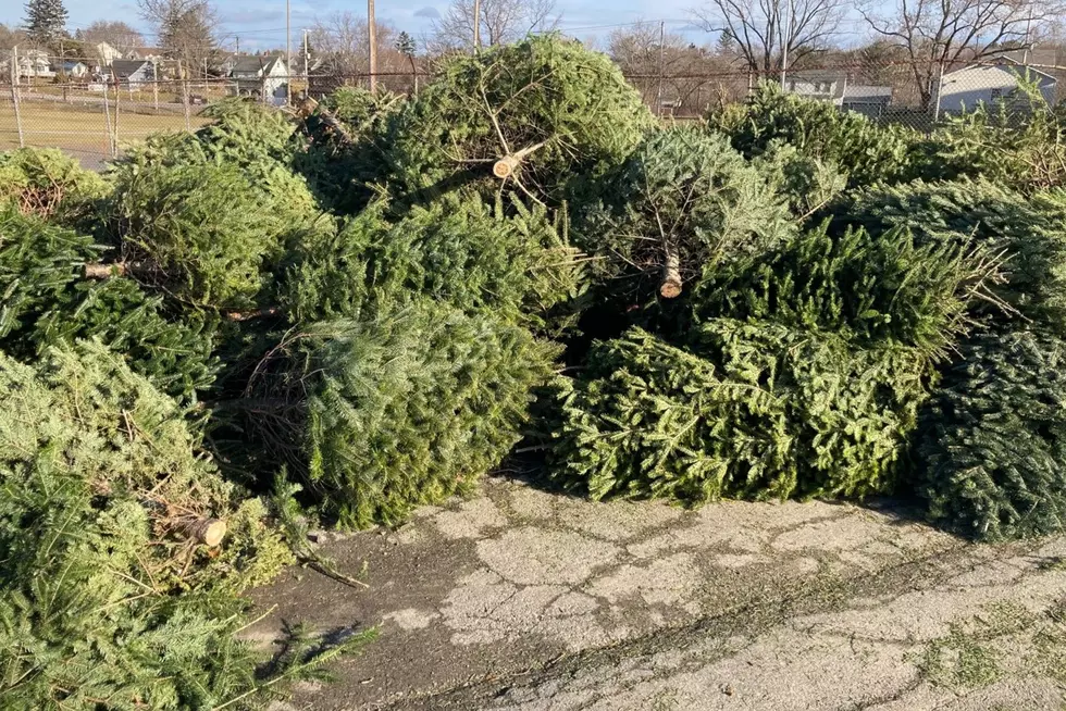 Here’s How To Get Rid of Your Christmas Tree in Bangor & Brewer