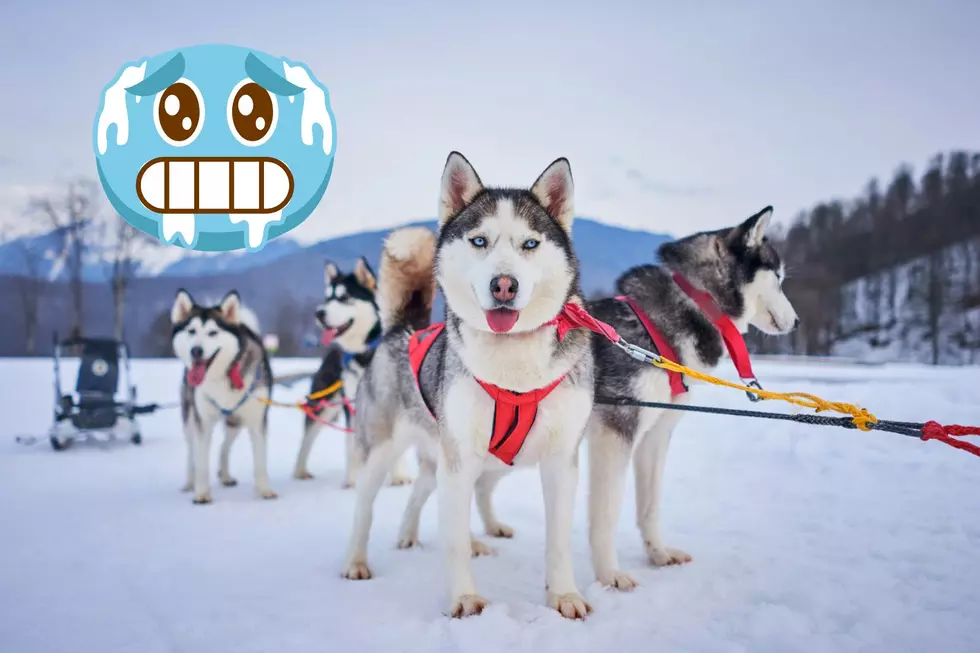 Maine’s Wilderness Sled Dog Race Postponed to Sunday Due to Cold