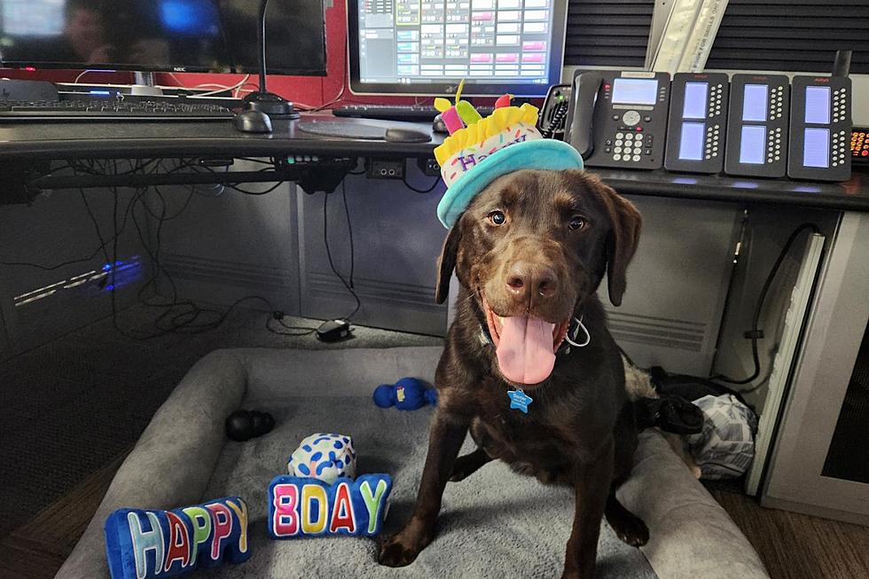 Maine's First 911 Dispatch Comfort Dog Turns One