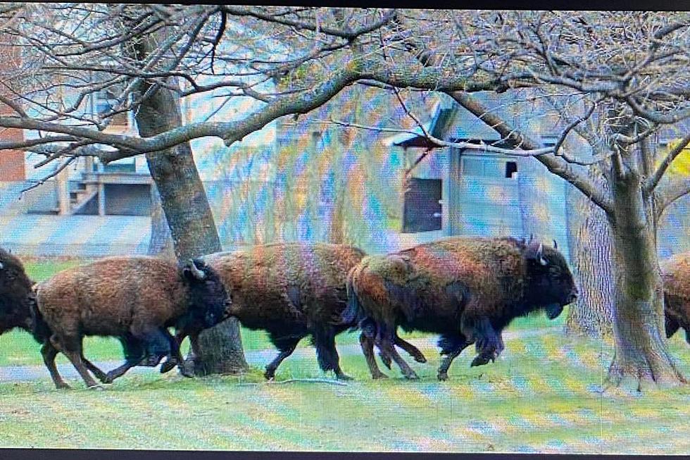 At Least 5 Runaway Bison from Northern Maine Have Been Put Down