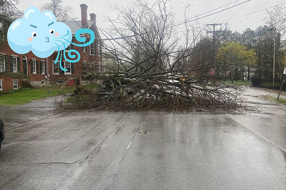 Watch for Downed Trees on the Road Today, Like This One in Bangor