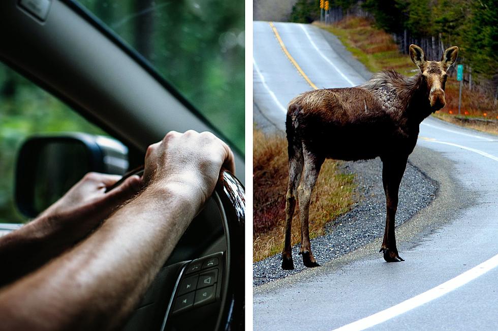 6 Important Tips to Avoid Moose Collisions in Maine