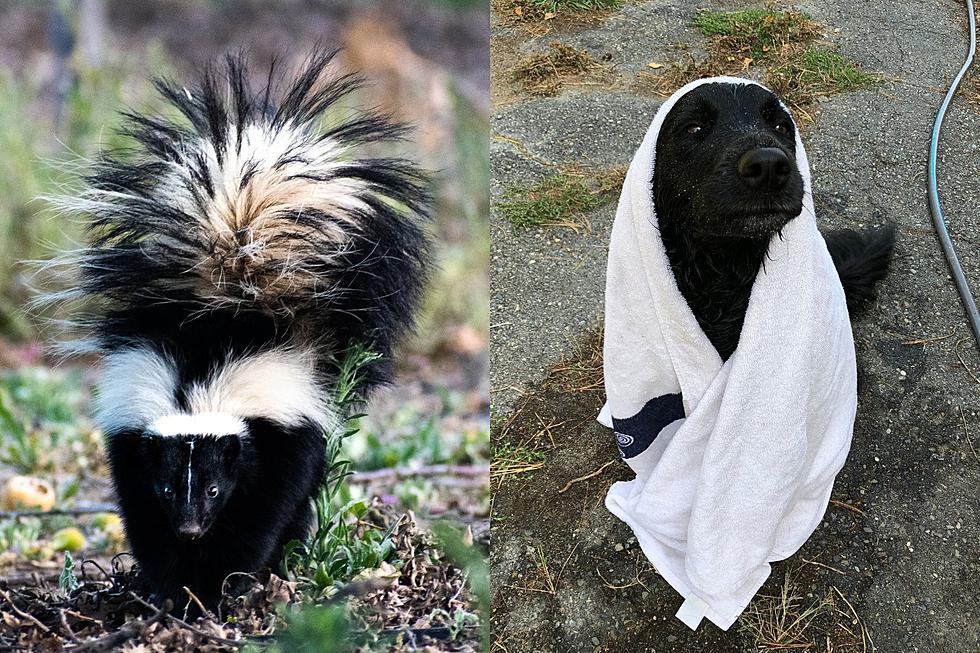 What to Do if You or Your Pet Get Sprayed by a Skunk in Maine?